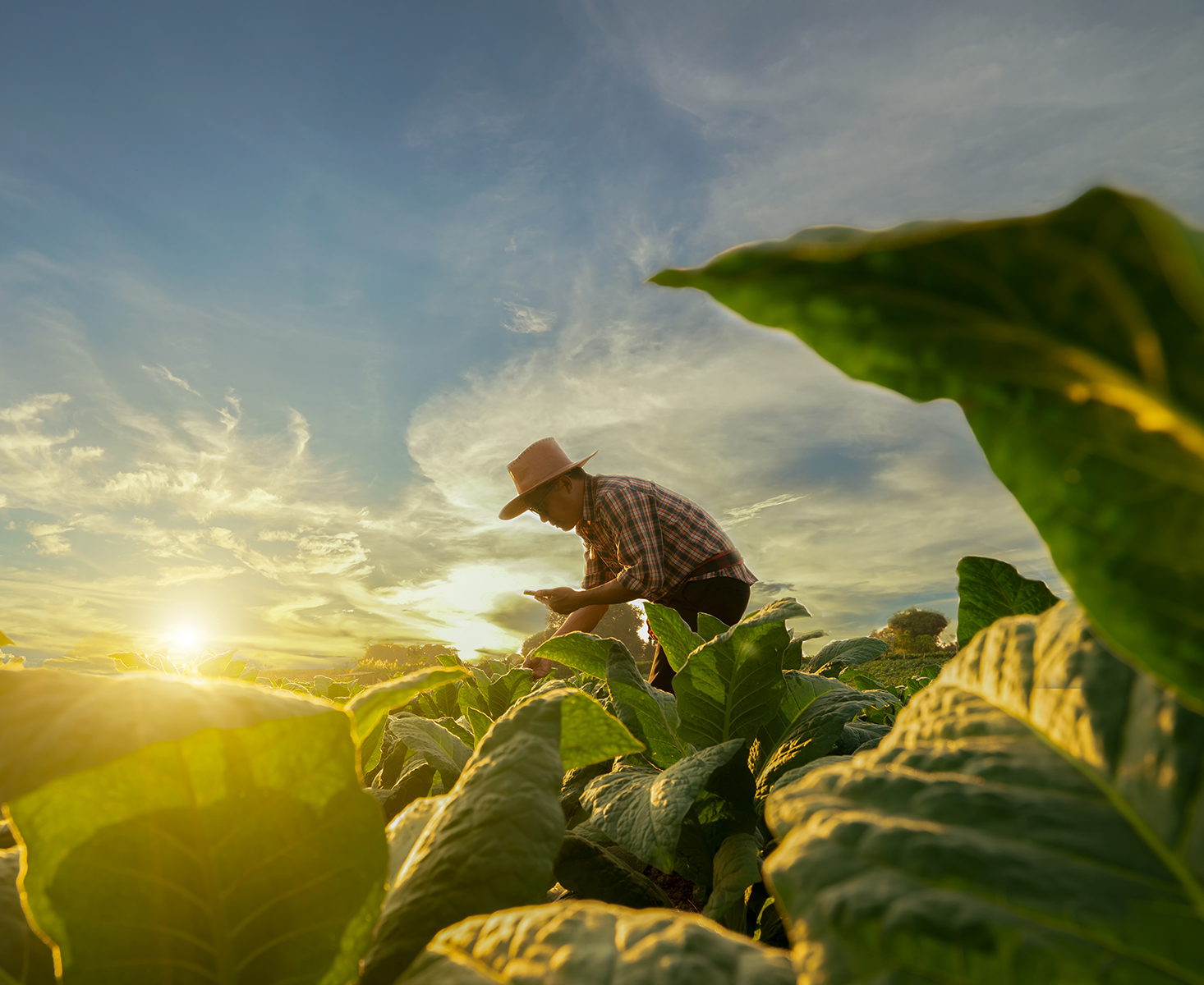 Agriculture Picture